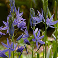 CAMASSIA LEICHTLINII SSP SUKSDORFII seed image