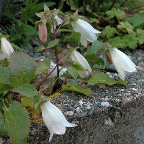 CAMPANULA BETULIFOLIA seed image