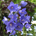 CAMPANULA PERSICIFOLIA 'TELHAM BEAUTY' seed image