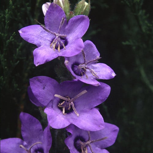 CAMPANULA PRIMULIFOLIA seed image