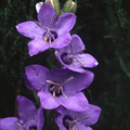 CAMPANULA PRIMULIFOLIA seed image