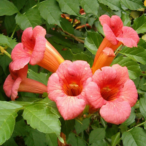 RED TRUMPET VINE TROPIC CLIMBING PERENNIAL! 50 SEEDS Campsis radicans 