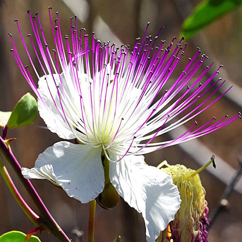 سوسى Caper trée CAPPARIS_SPINOSA