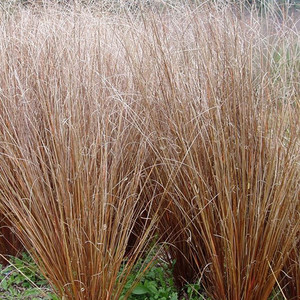 CAREX BUCHANANII seed image