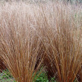 CAREX BUCHANANII seed image
