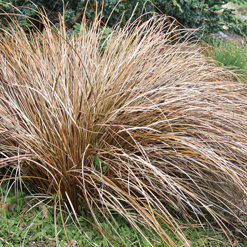 COMANS 'BRONZE' SEEDS (350+ seeds) (Sedge 'Bronze') Plant World Seeds