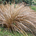 CAREX COMANS 'BRONZE' seed image