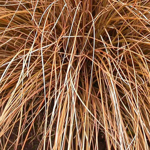 CAREX MORROWII 'PINKIE' seed image