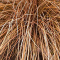 CAREX MORROWII 'PINKIE' seed image