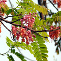 CASSIA GRANDIS seed image
