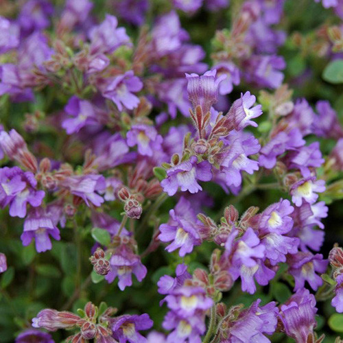 CHAENORHINUM 'BLUE DREAM' seed image