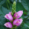 CHELONE OBLIQUA PINK TURTLE seed image