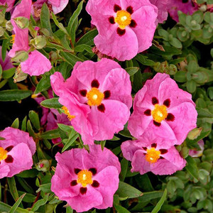 CISTUS ALBIDUS 'PINK SILK' seed image