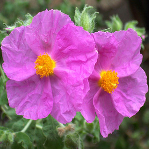 CISTUS ALBIDUS seed image