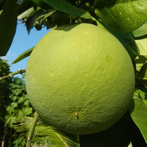 CITRUS MAXIMA seed image