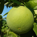 CITRUS MAXIMA seed image