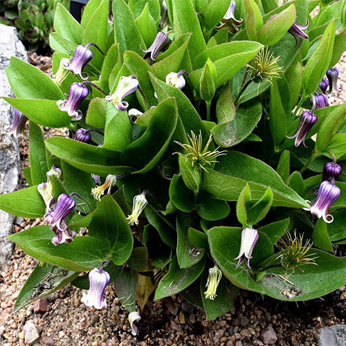 Clematis fremontii
