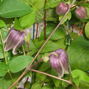 CLEMATIS IANTHINA seed image
