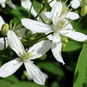 CLEMATIS MANDSCHURICA seed image