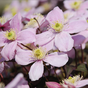 CLEMATIS MONTANA PINK seed image