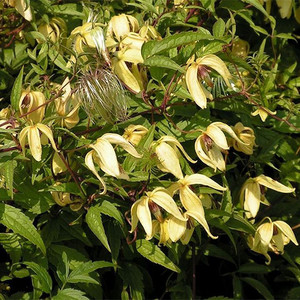 CLEMATIS SERRATIFOLIA seed image