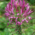 CLEOME SPINOSA 'CHERRY QUEEN' seed image
