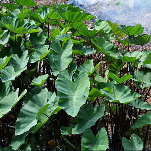 COLOCASIA FALLAX seed image