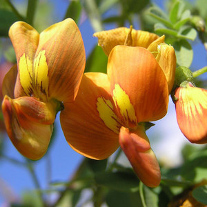 COLUTEA BUHSEI seed image
