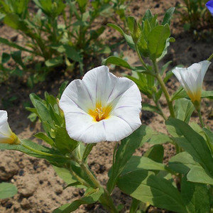 CONVOLVULUS TRICOLOR 'WHITE ENSIGN' seed image