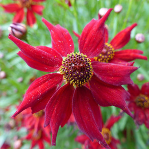 COREOPSIS TINCTORIA 'DWARF RED' seed image