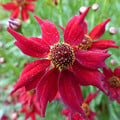 COREOPSIS TINCTORIA 'DWARF RED' seed image