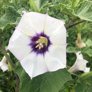 DATURA DISCOLOR seed image