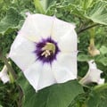 DATURA DISCOLOR seed image