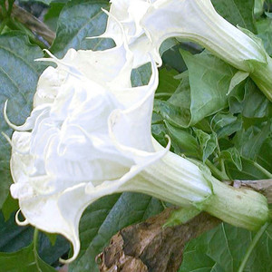 DATURA DOUBLE WHITE seed image