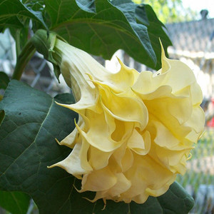 DATURA GOLDEN FLAMES seed image