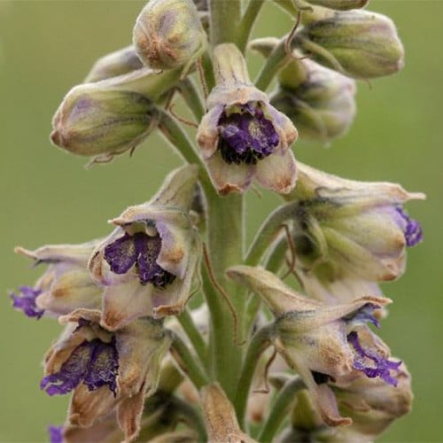 DELPHINIUM NOVO MEXICANUM seed image
