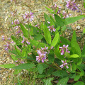 DESMODIUM CANADENSE  seed image