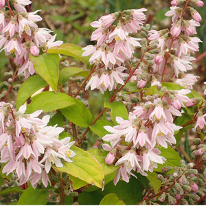 DEUTZIA PINK BLUSH seed image