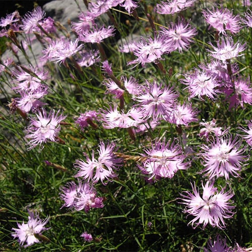 DIANTHUS MONSPESSULANUS seed image