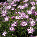 DIANTHUS MONSPESSULANUS seed image