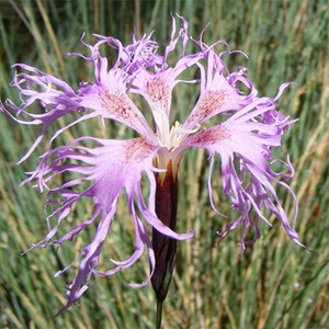 DIANTHUS SUPERBUS seed image