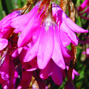 DIERAMA ADELPHICUM seed image