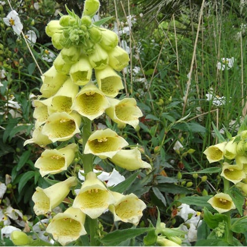 DIGITALIS GRANDIFLORA seed image