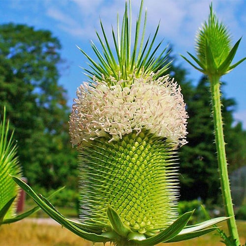 DIPSACUS SATIVUS seed image