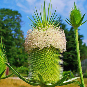 DIPSACUS SATIVUS seed image