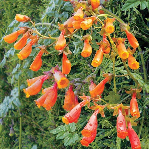 ECCREMOCARPUS SCABER 'FLAME COLOURS' seed image