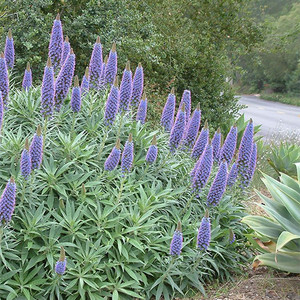Echium Plantagineum Blueweed Flower MIX 220 seeds Viper's Bugloss #11231#3 