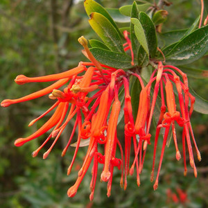 EMBOTHRIUM COCCINEUM seed image