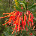 EMBOTHRIUM COCCINEUM seed image