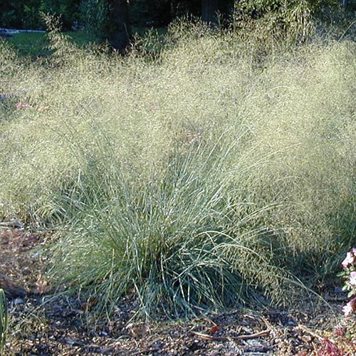 ERAGROSTIS ELLIOTTII 'WIND DANCER' seed image